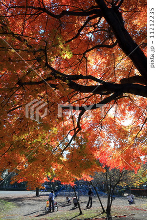 宇都宮・駅東公園の紅葉 11212235