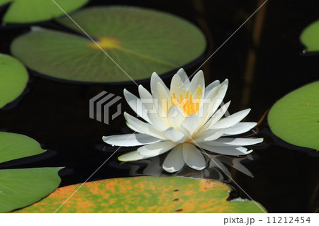 ヒツジグサ 11212454