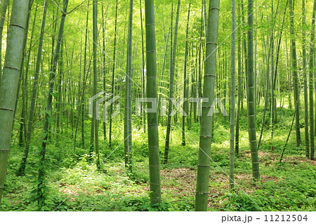 竹林 11212504