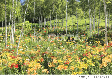 白樺林に咲く百合 11212533