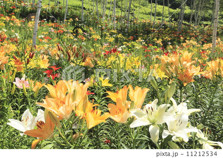 百合の競演 11212534