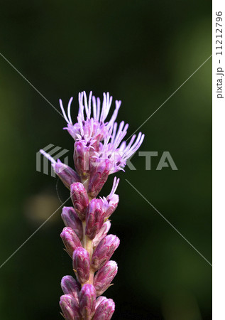 リアトリス リアトリス 11212796