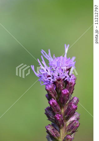 リアトリス リアトリス 11212797