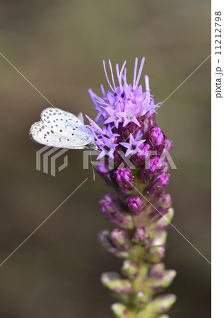 リアトリスとヤマトシジミ リアトリスとヤマトシジミ 11212798