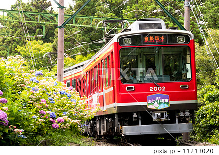 箱根登山鉄道 あじさい電車の写真素材 11213020 Pixta