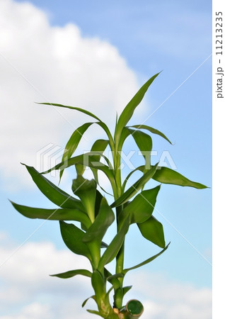Isolated bamboo with nature sky 11213235