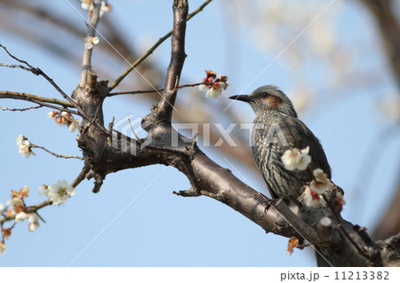 白梅とヒヨドリ 11213382