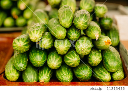 Cucumber. Cucumbers. Growing Organic Cucumbers Cucumber. Cucumbers. Growing Organic Cucumbers 11213436