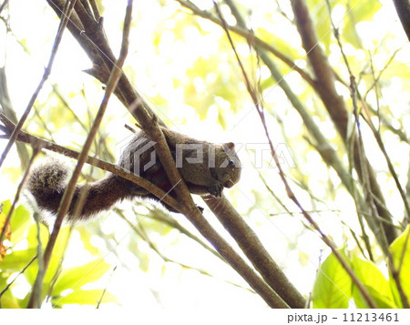 木に登って木の実を食べるリス 11213461