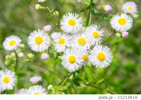 ハルジオン ハルジオン 11213610