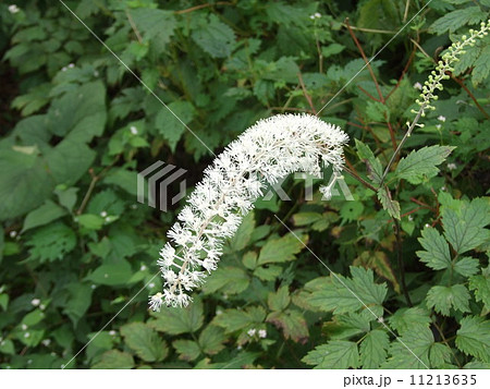 サラシナショウマ 11213635