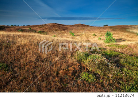 hills in gold morning light 11213674
