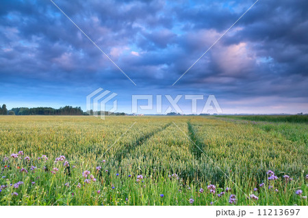 blue clouds over wheat field blue clouds over wheat field 11213697