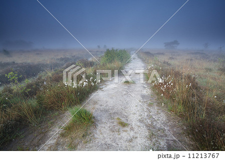 narrow path on swamp in misty morning 11213767
