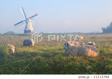 sheep and lamb on misty pasture 11213768
