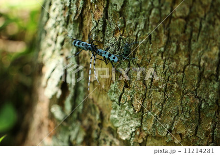 ルリボシカミキリ 11214281