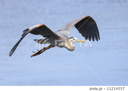 Great Blue Heron 11214557