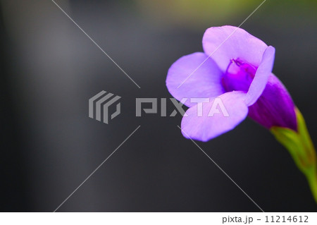絶滅危惧植物　ツルウリクサ　(絶滅危惧IA類(CR)) 11214612