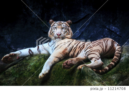 special color tiger lying with relaxing on rock clift and lookin 11214708