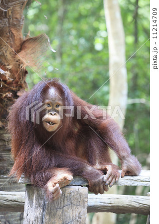 .indonesia orangutan with nature .indonesia orangutan with nature 11214709