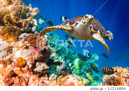 Hawksbill Turtle - Eretmochelys imbricata 11214894
