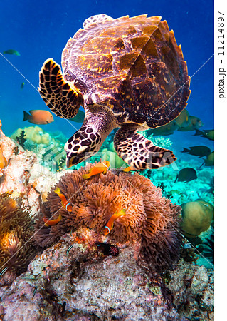 Hawksbill Turtle - Eretmochelys imbricata 11214897