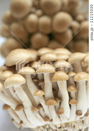 ブナシメジ 11215030