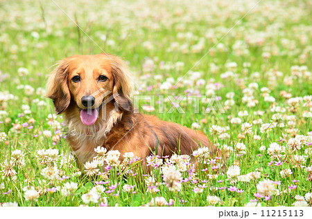 えへへ♪ 11215113