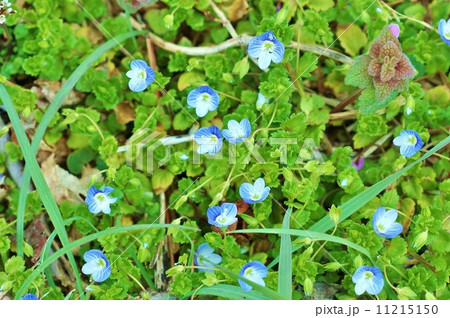 春の野の花・地にこぼれた星のようなルリ色の花をつけるオオイヌノフグリ・横位置 春の野の花・地にこぼれた星のようなルリ色の花をつけるオオイヌノフグリ・横位置 11215150