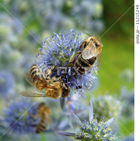 Two bees on blue flowers. 11215249