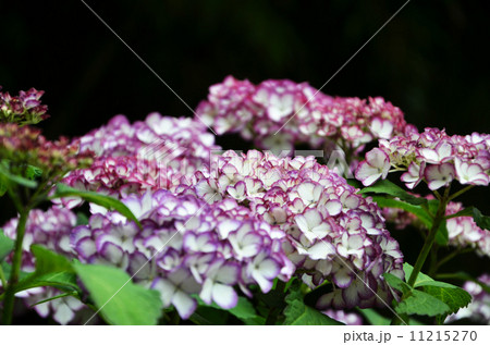 紫陽花 11215270