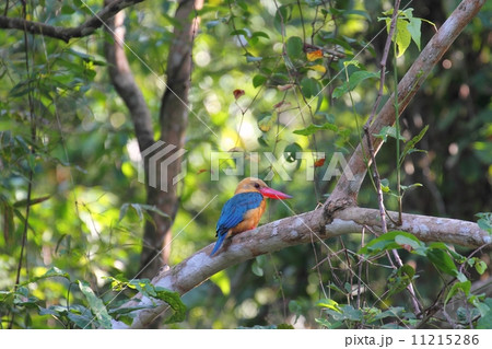 Stork-billed Kingfisher （コウハシショウビン） 11215286