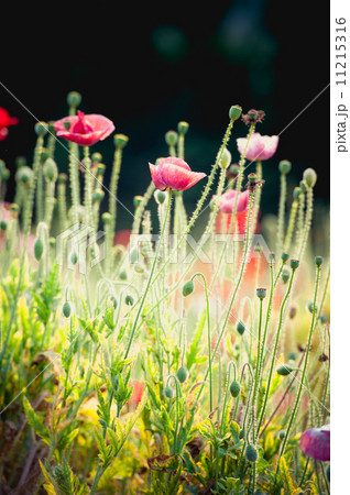 Opium poppy flower in garden at angkhang mountain Thailand 11215316