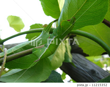 スズメガ幼虫4 スズメガ幼虫4 11215352
