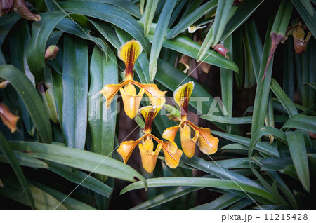 Lady’s Slipper or paphiopedilum villosum wild orchid in Thaila Lady’s Slipper or paphiopedilum villosum wild orchid in Thaila 11215428