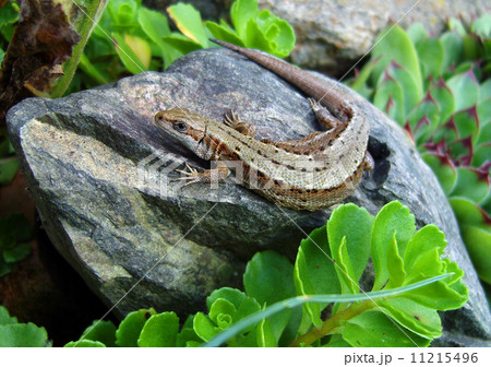 Lizard. 11215496