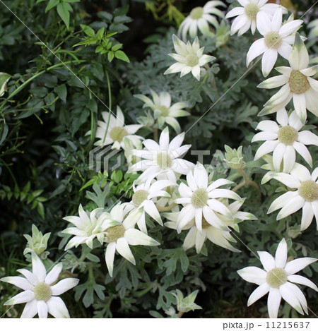 フランネルフラワー 11215637