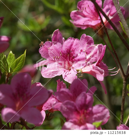 モチツツジ 11215638
