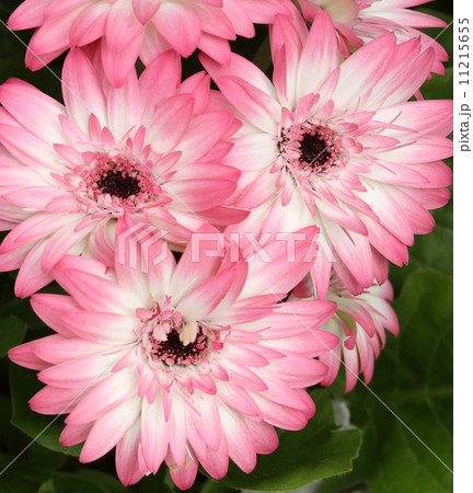 ガーベラ 11215655