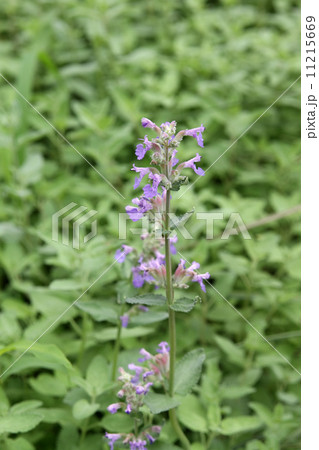 キャットミント 11215669