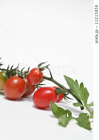 ミニトマト ミニトマト 11215856