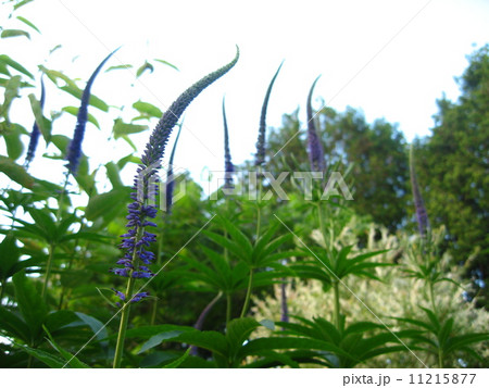 背の高いエゾクガイソウ 横 背の高いエゾクガイソウ 横 11215877