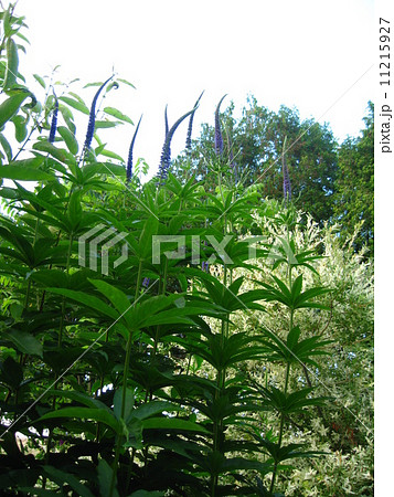 エゾクガイソウ 11215927