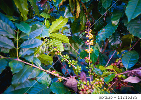 Coffee beans ripening on tree in North of thailand 11216335