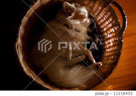 Sleeping Chihuahua puppy Sleeping Chihuahua puppy 11216455