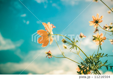Yellow Cosmos flower vintage Yellow Cosmos flower vintage 11216504