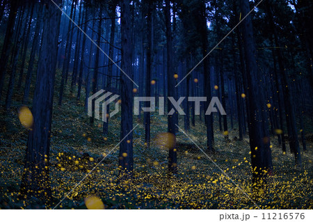 ヒメボタルの踊る森（鳥取県日野郡日南町福万来） 11216576