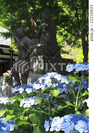 長谷寺の紫陽花 11216635