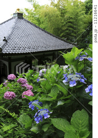 長谷寺の紫陽花 長谷寺の紫陽花 11216641