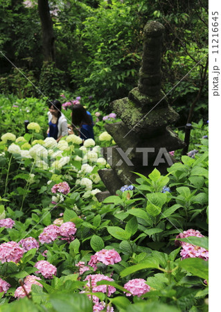 長谷寺の紫陽花 長谷寺の紫陽花 11216645